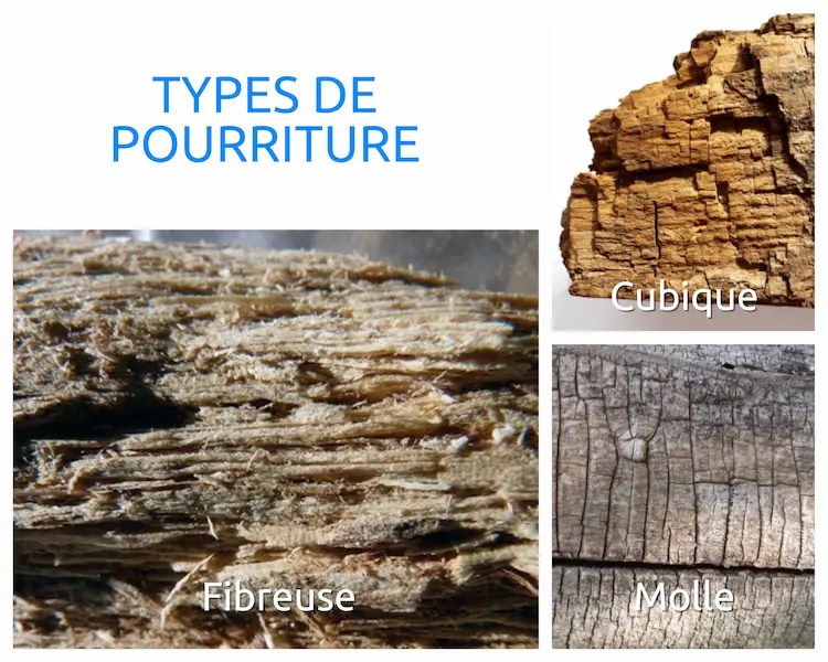Diagnostic état parasitaire : définition, risques, obligations, prix